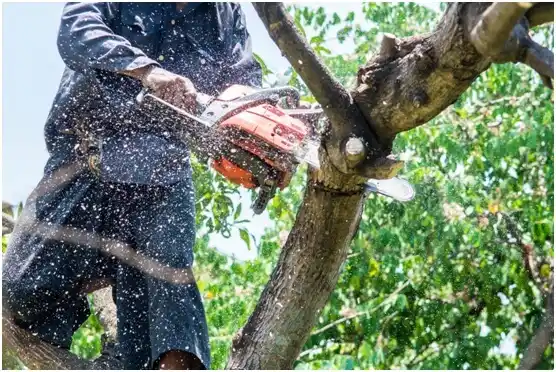 tree services Ellwood City